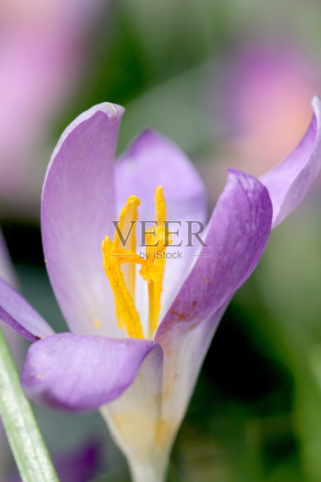 高耸的花照片摄影图片