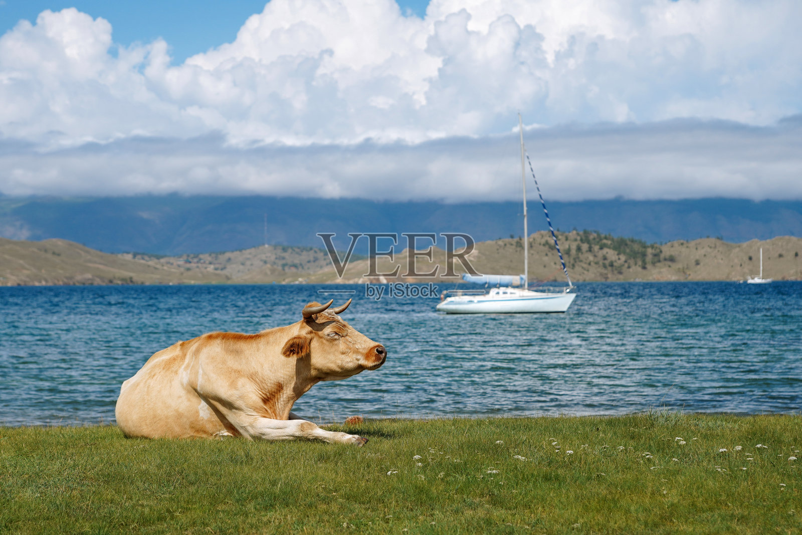 牛在游艇背景的草地上休息照片摄影图片