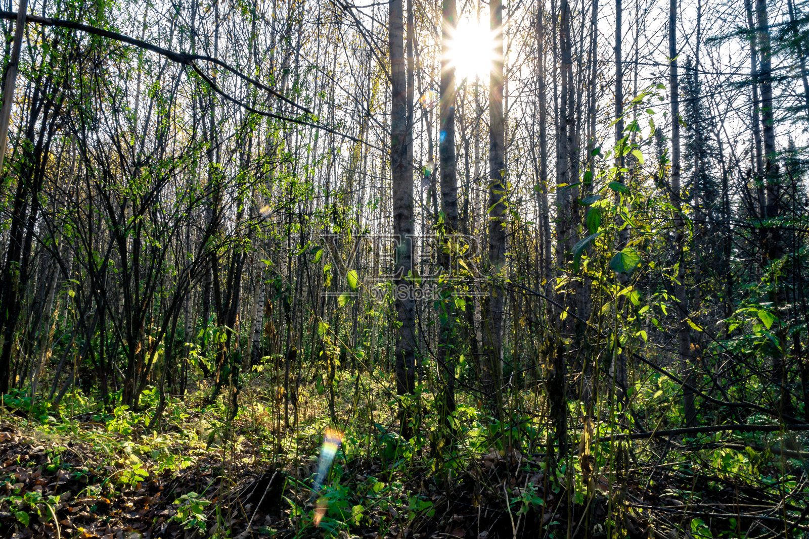秋天的森林在阳光的照射下，树间无叶，选择性聚焦照片摄影图片
