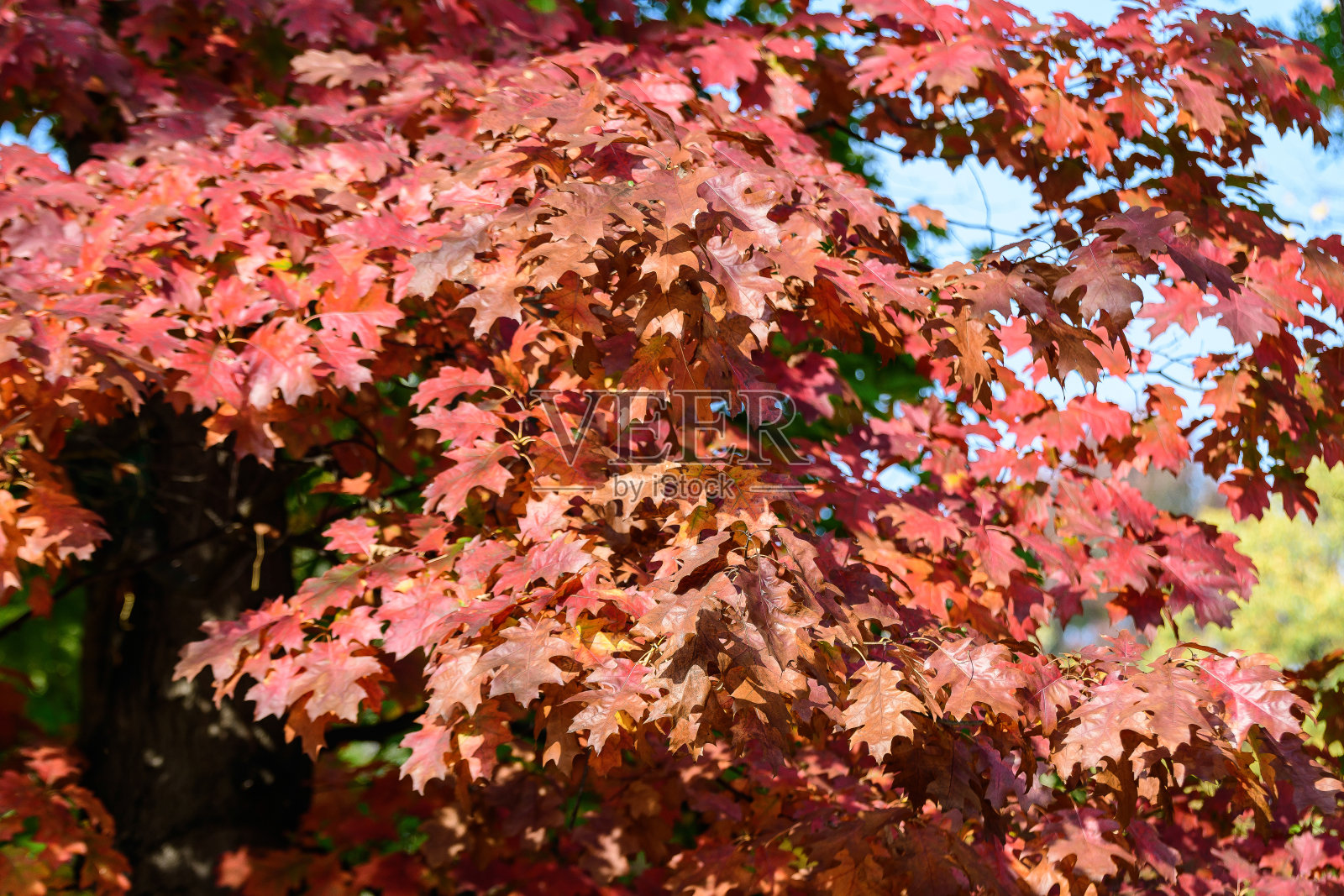 许多橙色和红色的枫叶在寒冷的秋天在植物园，美丽的户外背景与软焦点拍摄照片摄影图片