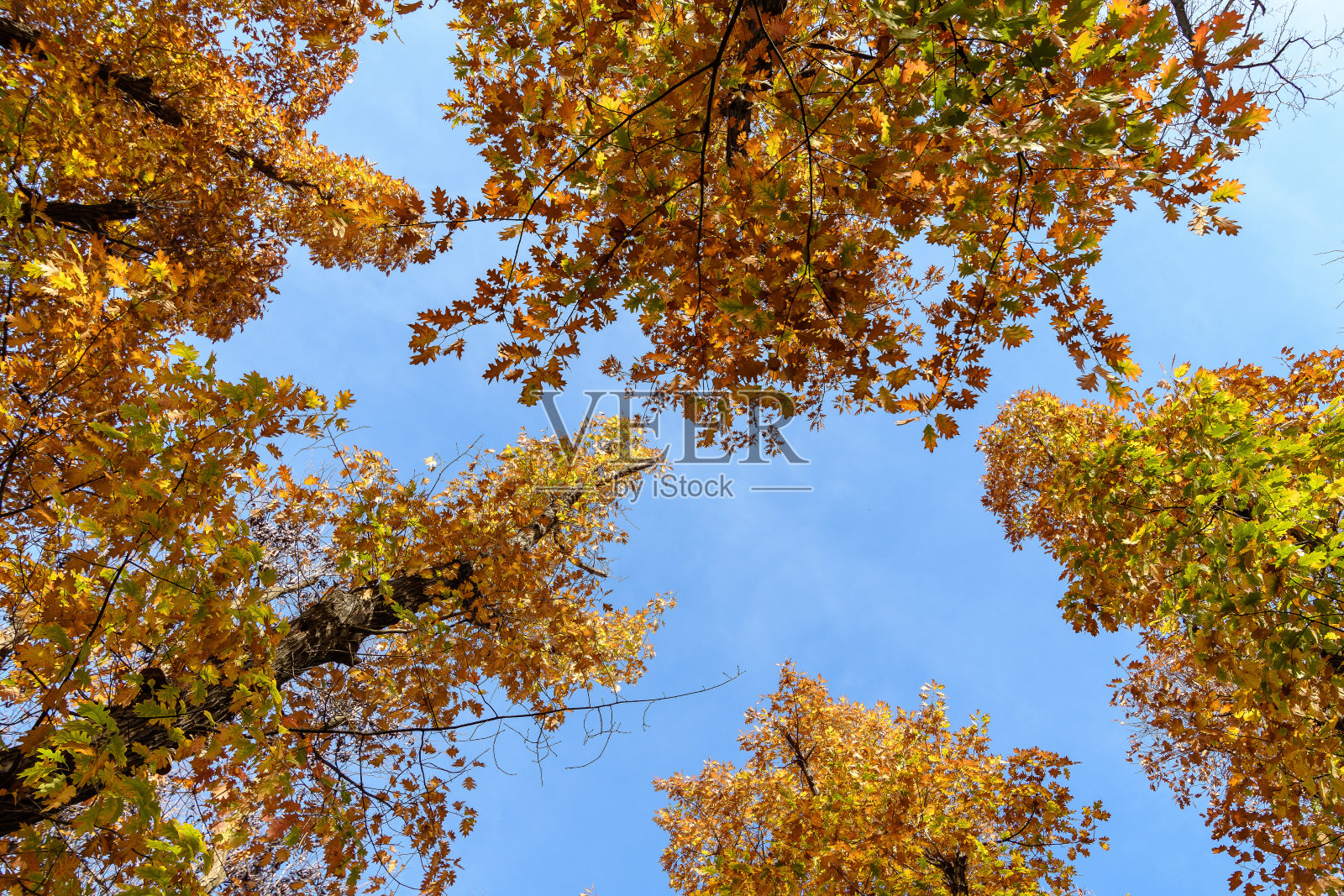 不同的树木与绿色，黄色，橙色和棕色的树叶朝向晴朗的蓝天在一个阳光明媚的秋日花园里照片摄影图片