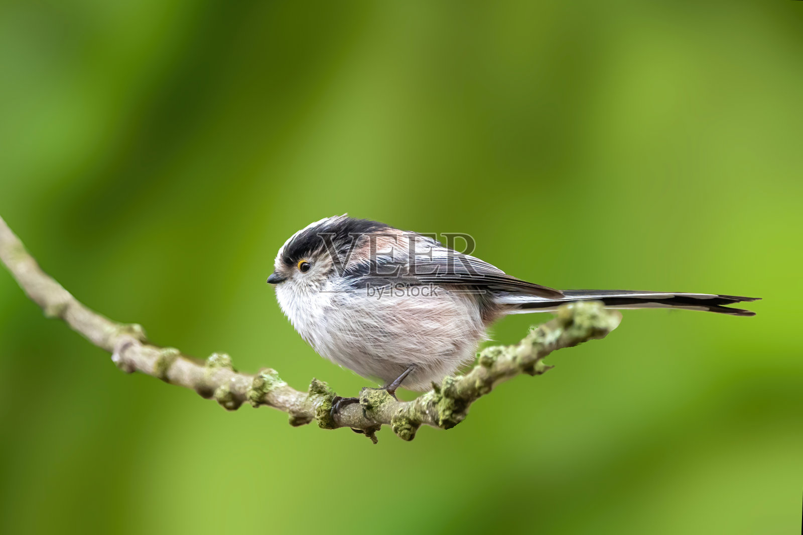 一只长尾山雀坐在德国黑森州自然保护区Mönchbruch池塘的树枝上。美丽模糊的绿色背景。照片摄影图片