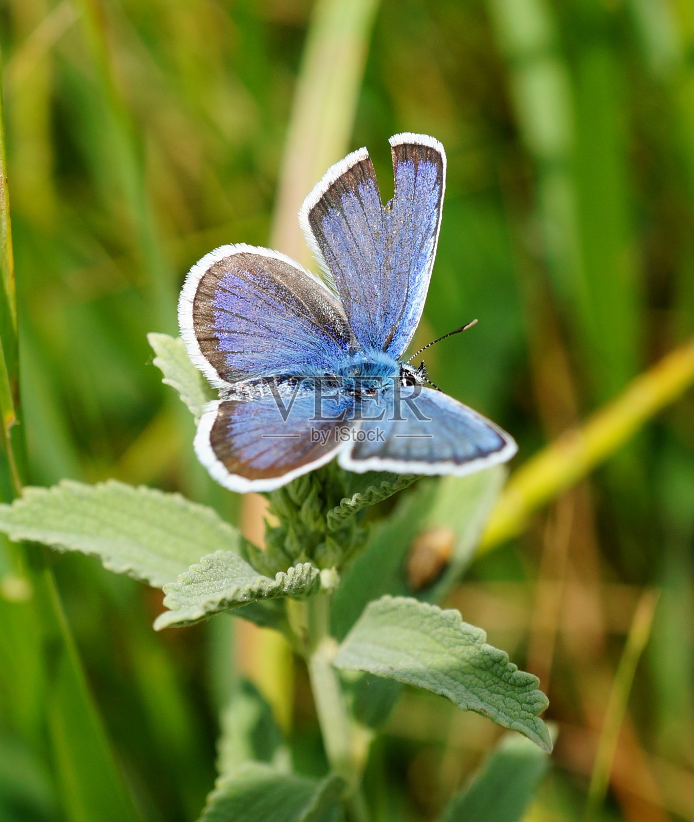 一只蓝色的蝴蝶在一朵绿色的花上。照片摄影图片