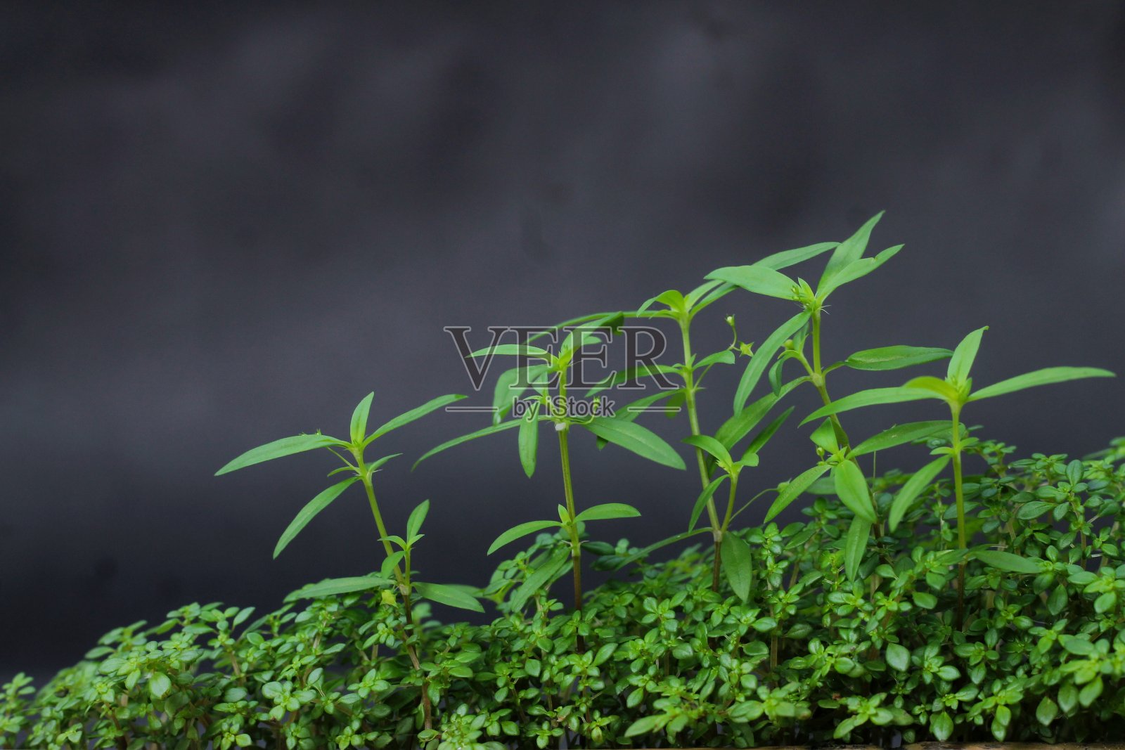 杂草照片摄影图片