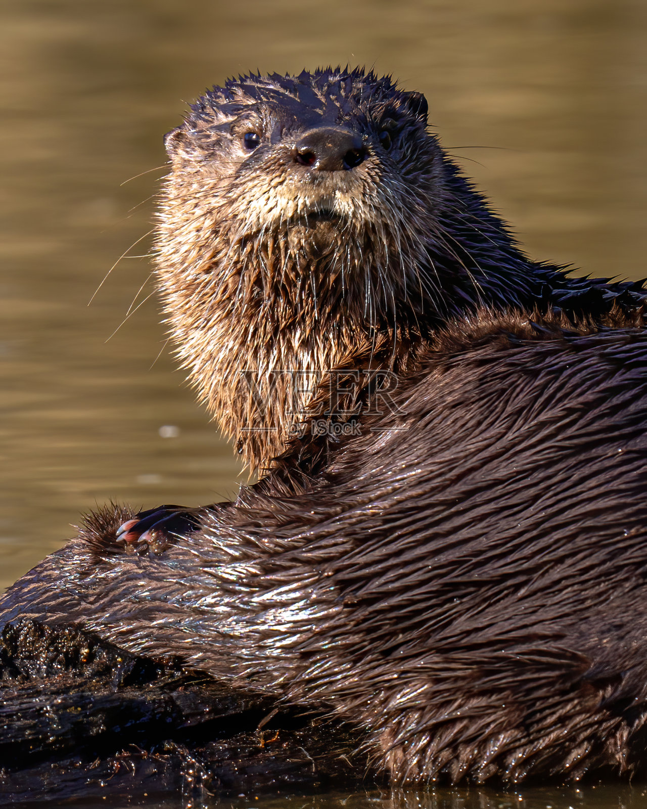 北美河水獭嬉戏地寻找和吃一顿鱼照片摄影图片