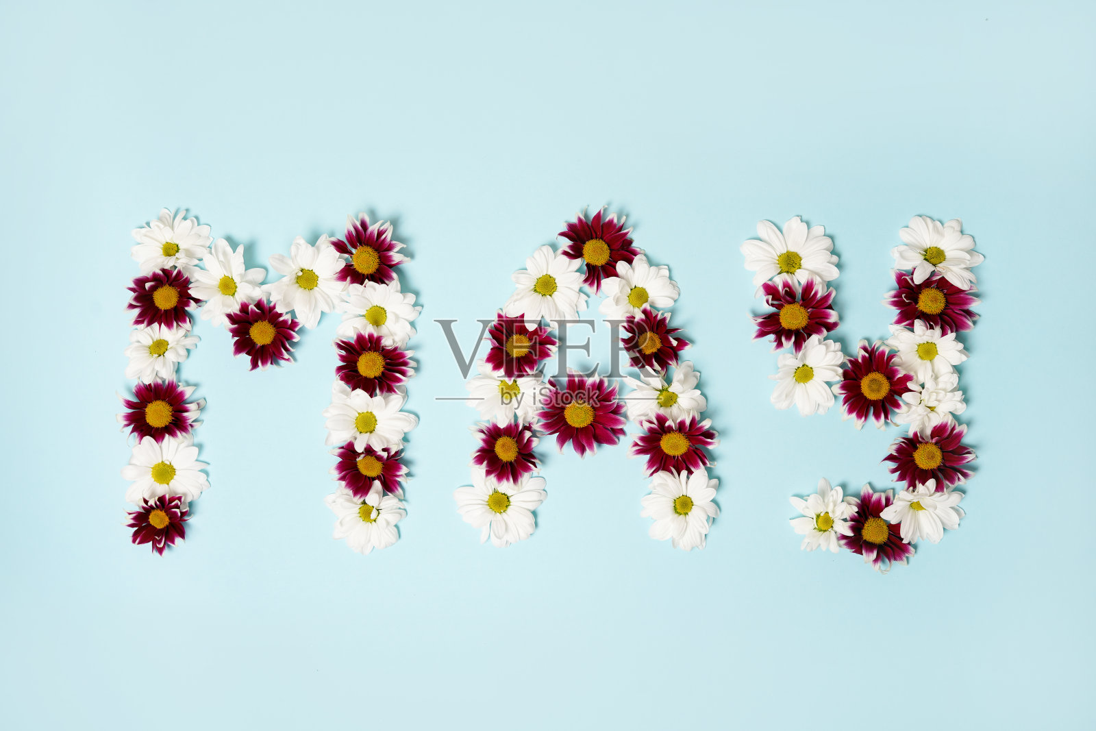 字体可能是蓝色背景上的花朵。你好,可以。花开，观春照片摄影图片