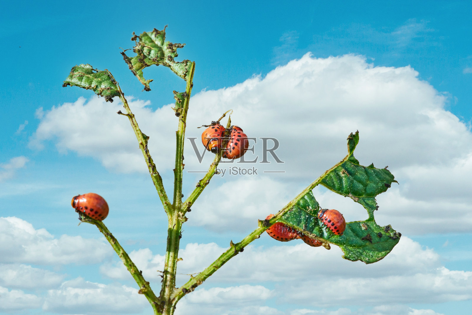 科罗拉多马铃薯甲虫吃马铃薯叶子。农业昆虫害虫照片摄影图片