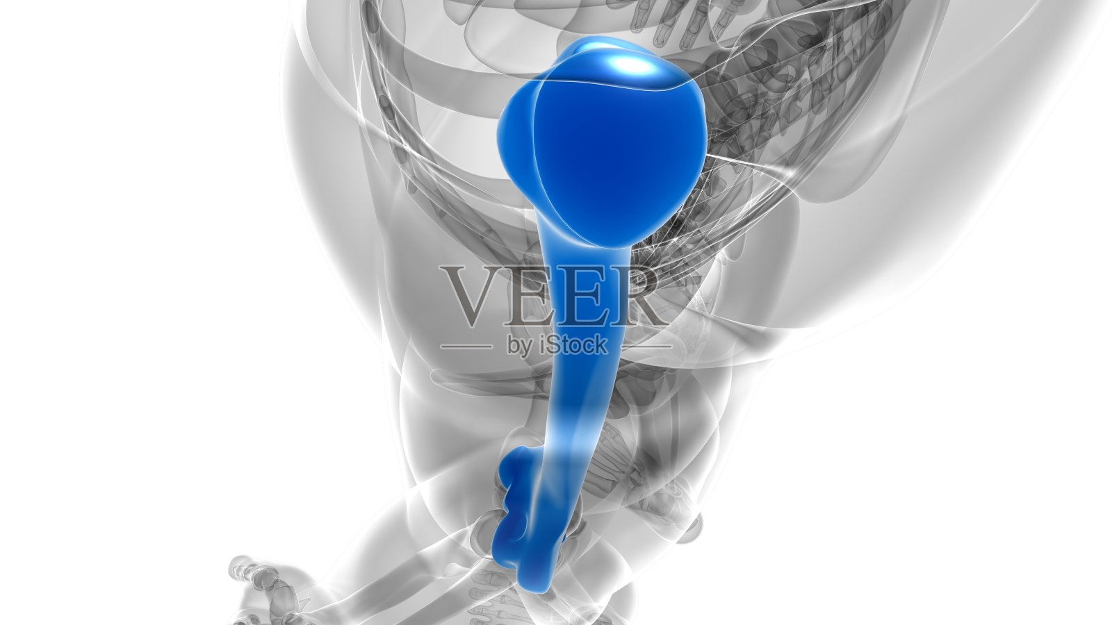 人体骨骼解剖肱骨3D渲染照片摄影图片