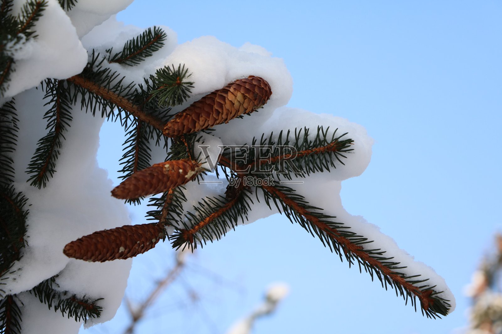 冬天有雪和松果的针叶树，德国照片摄影图片