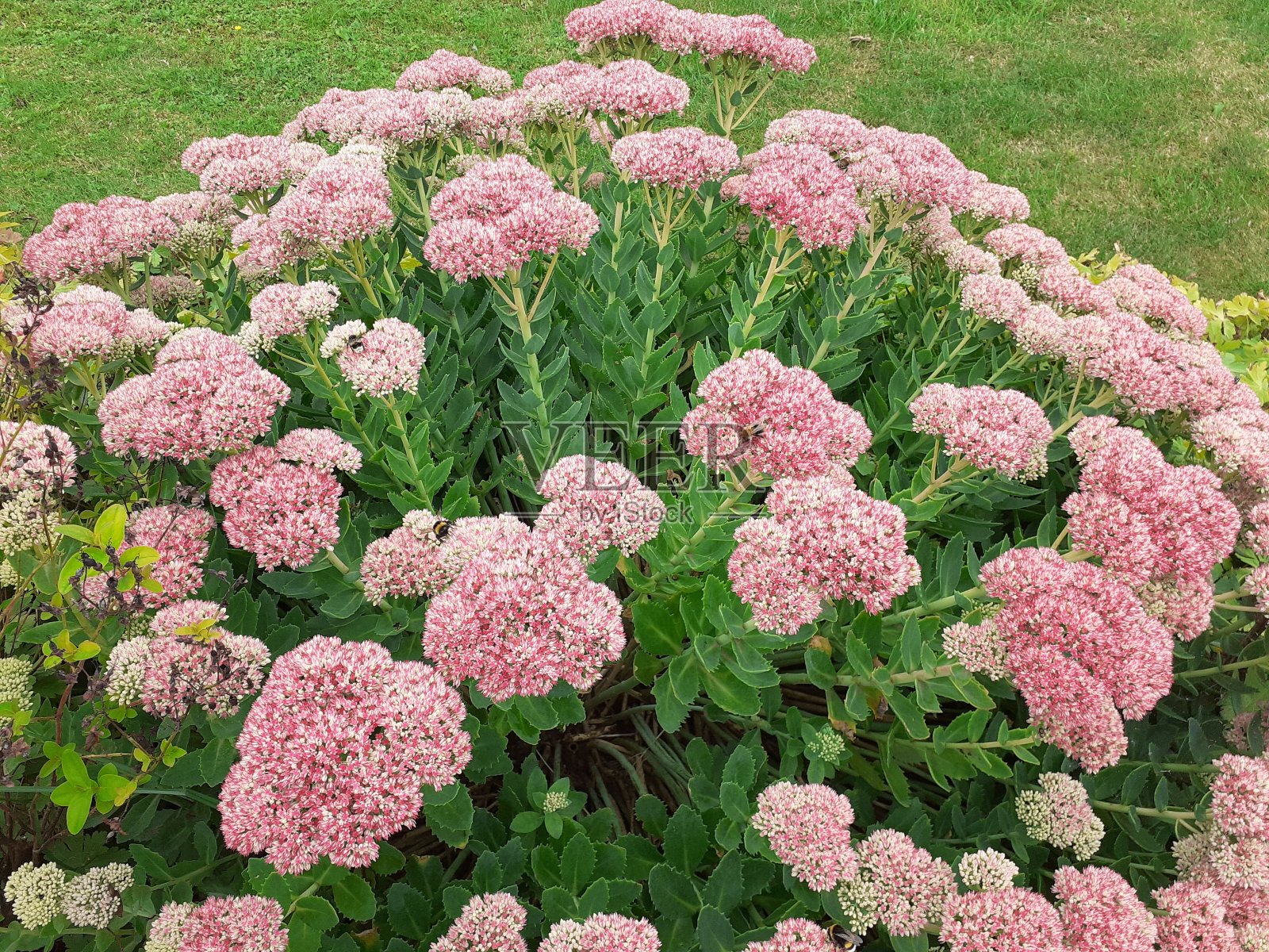 一个美丽的景天与粉红色的花在花园里在夏天特写照片摄影图片