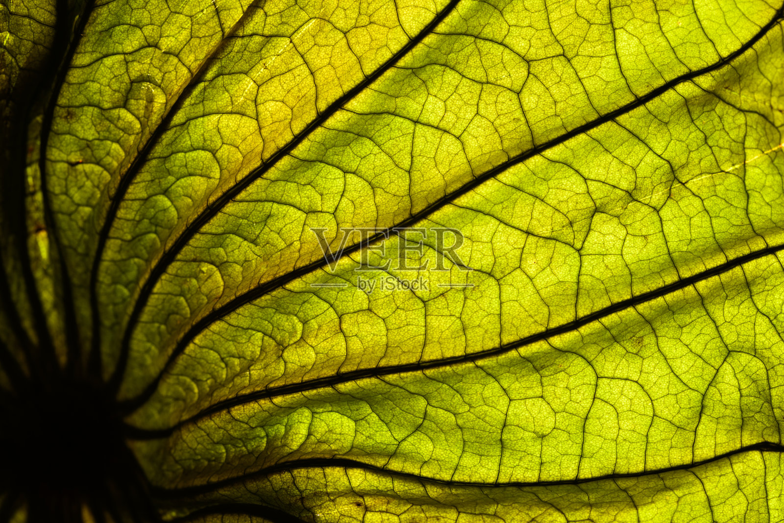 抽象的背光叶子背景照片摄影图片