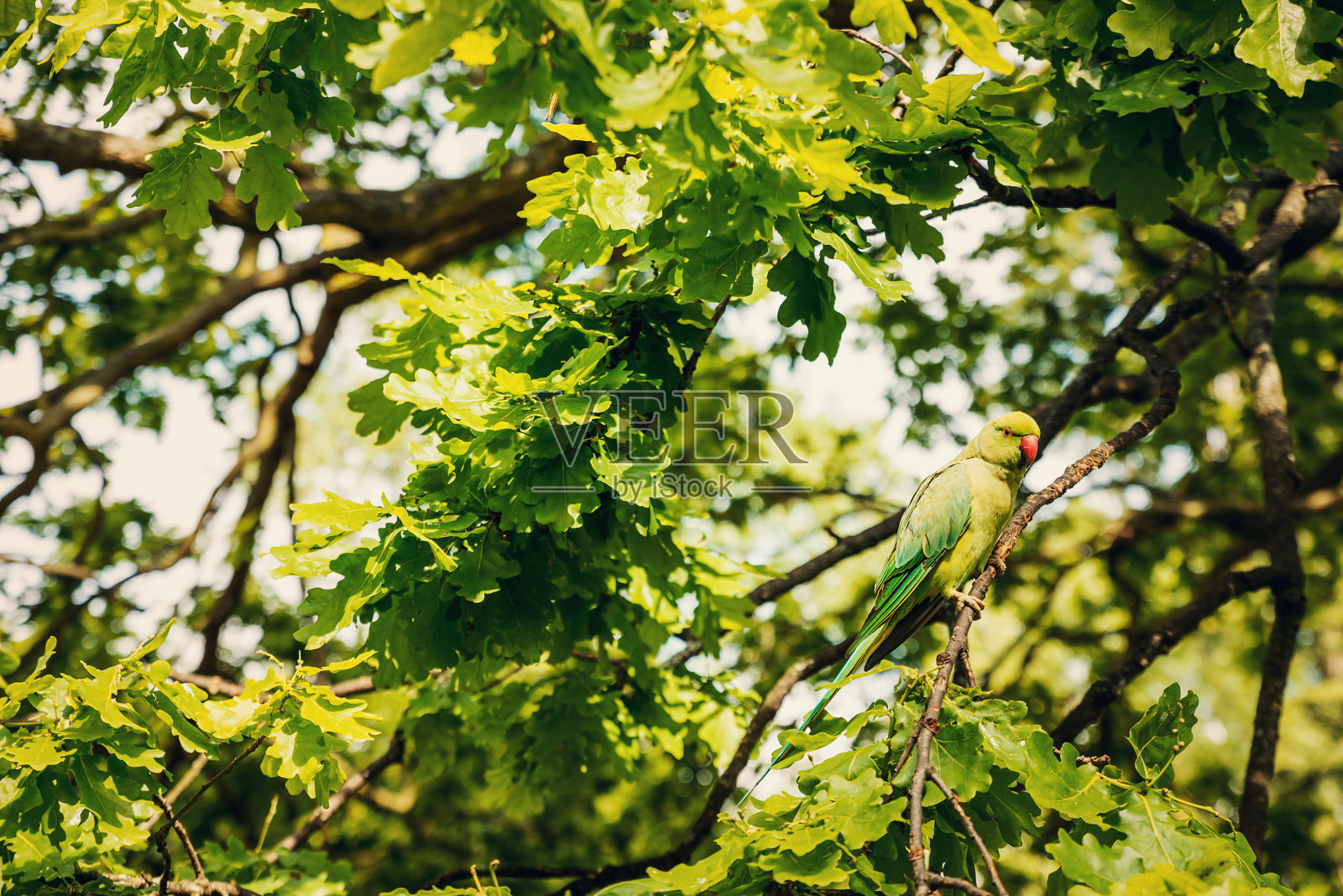 绿色的鹦鹉肖像——伦敦海德公园照片摄影图片