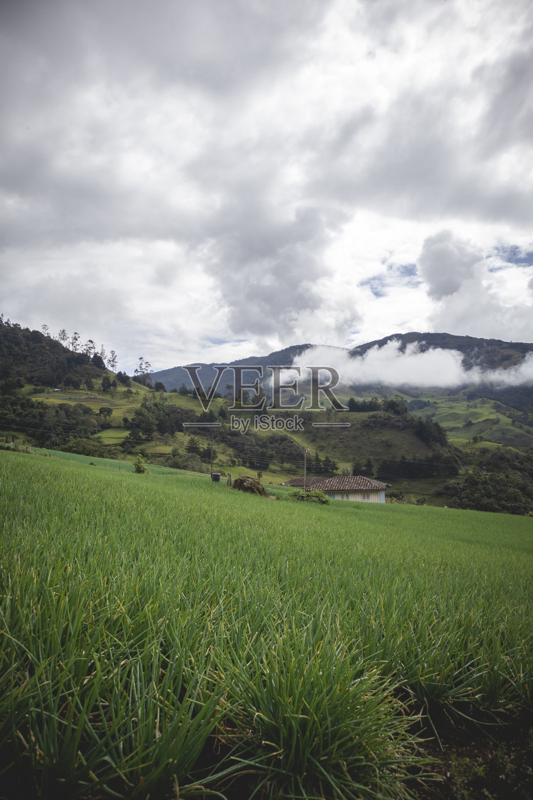 洋葱作物及栽培照片摄影图片