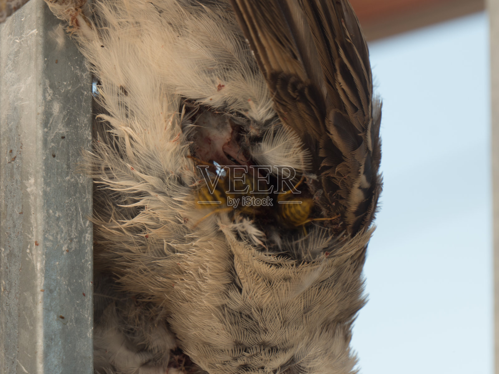 这是一只被黄蜂和其他昆虫吃掉的棕色小鸟尸体的特写镜头照片摄影图片