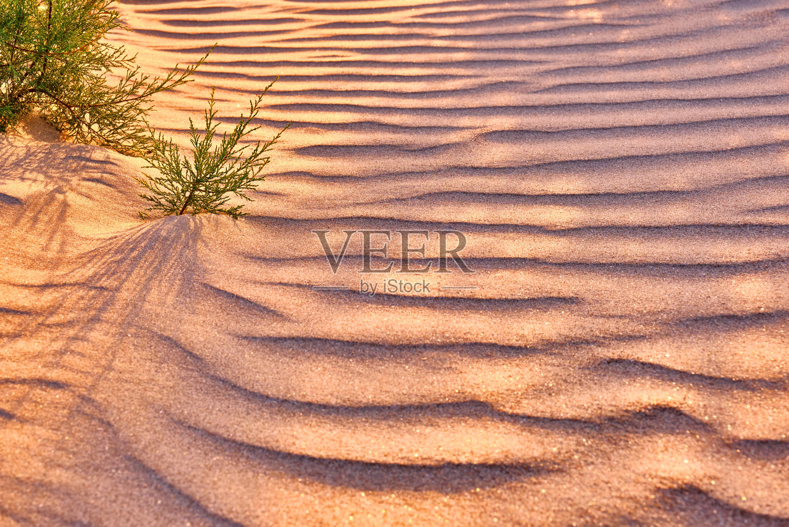 灌木柽柳沙丘日落照片摄影图片