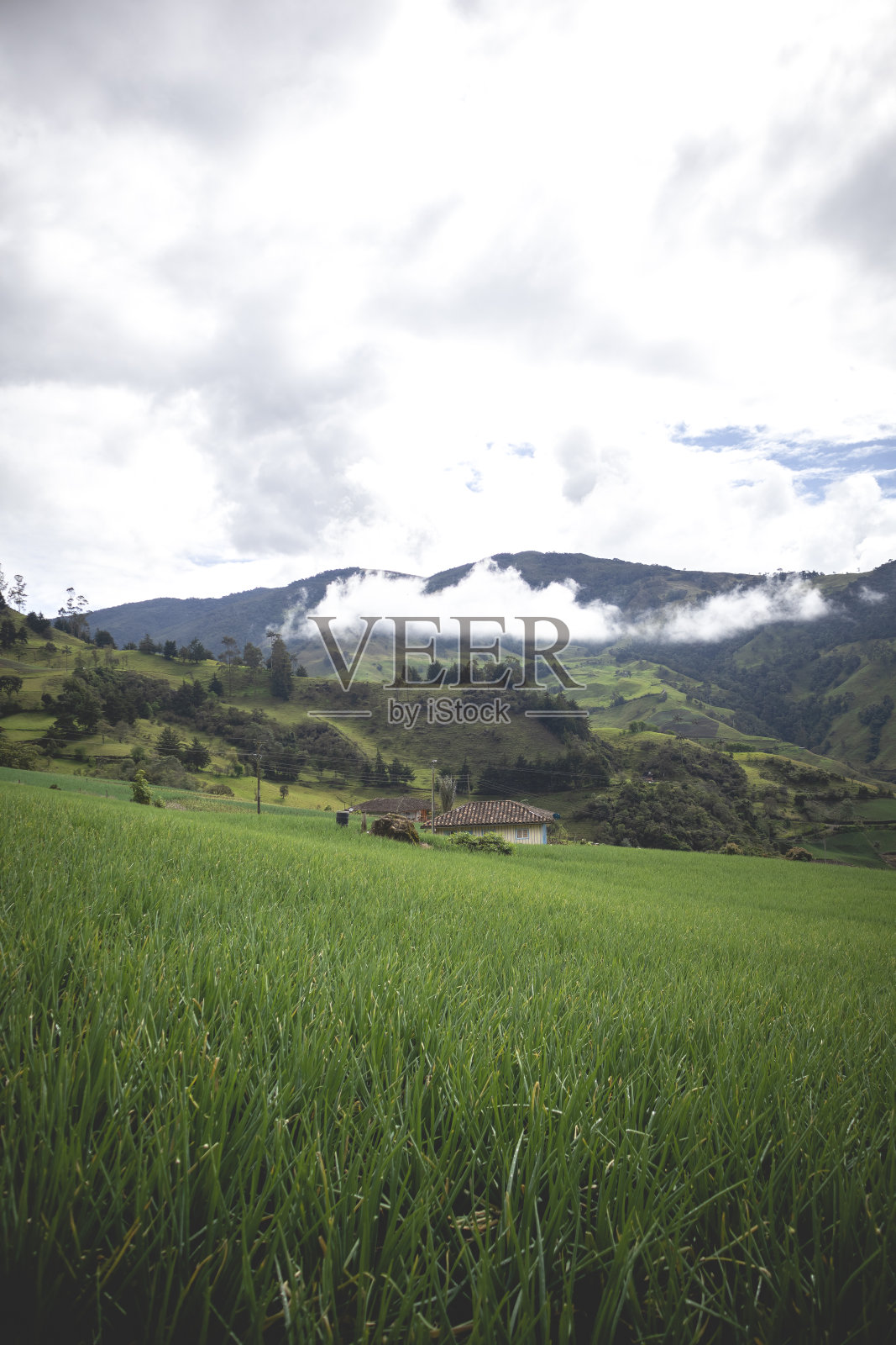 洋葱作物及栽培照片摄影图片