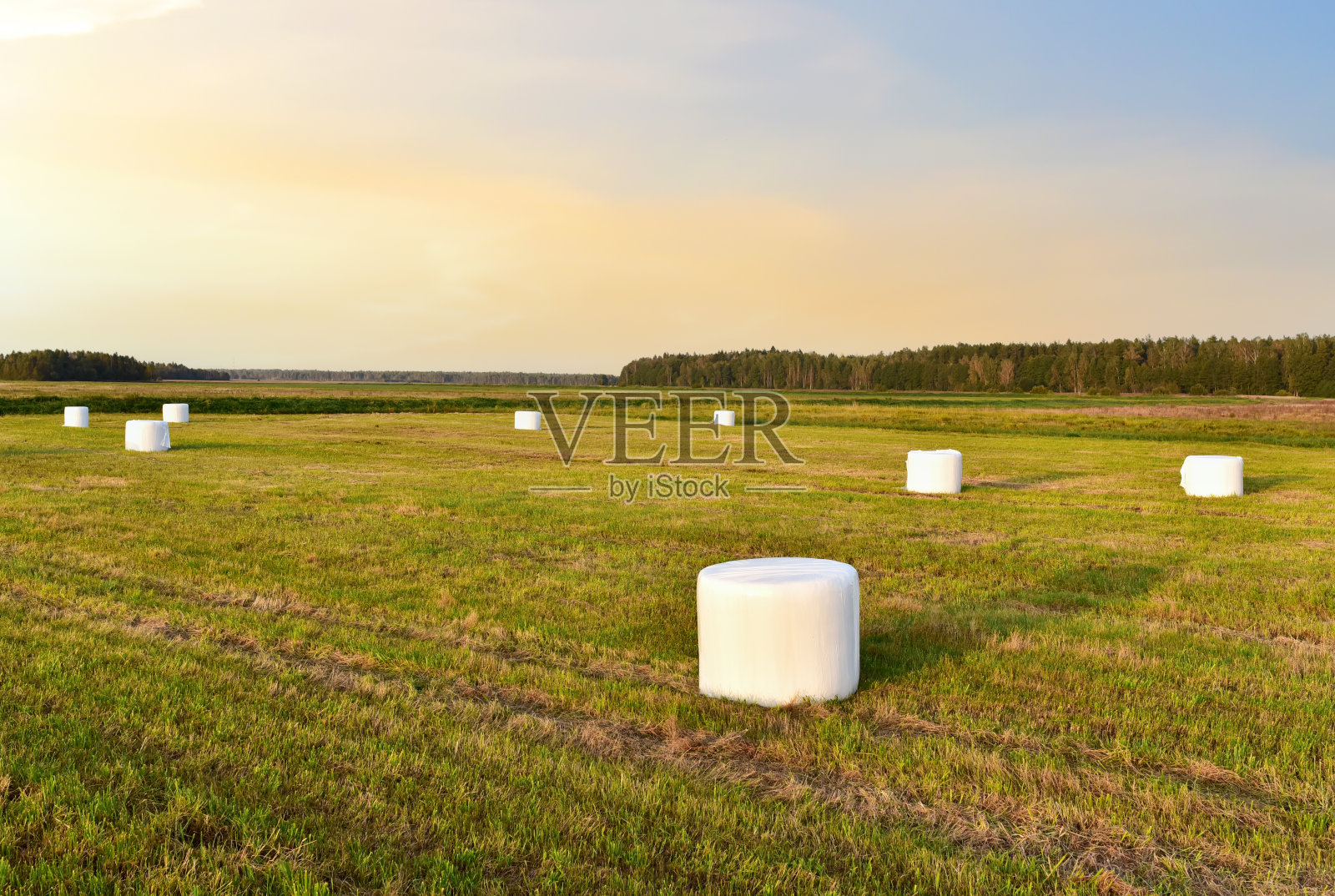 在日落的背景下，白色包装的干草卷在田野上储存。照片摄影图片
