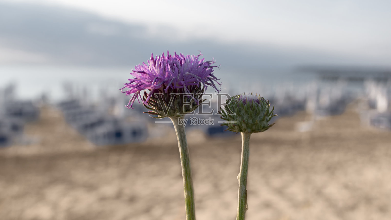 粉红色的花矢车菊或棕色矢车菊在模糊的背景上的海景在阳光海滩，保加利亚。夏季，自然之美，度假季节和旅游概念。本空间照片摄影图片