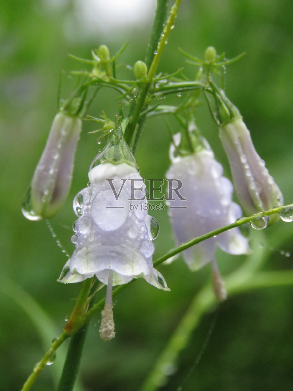 花照片摄影图片