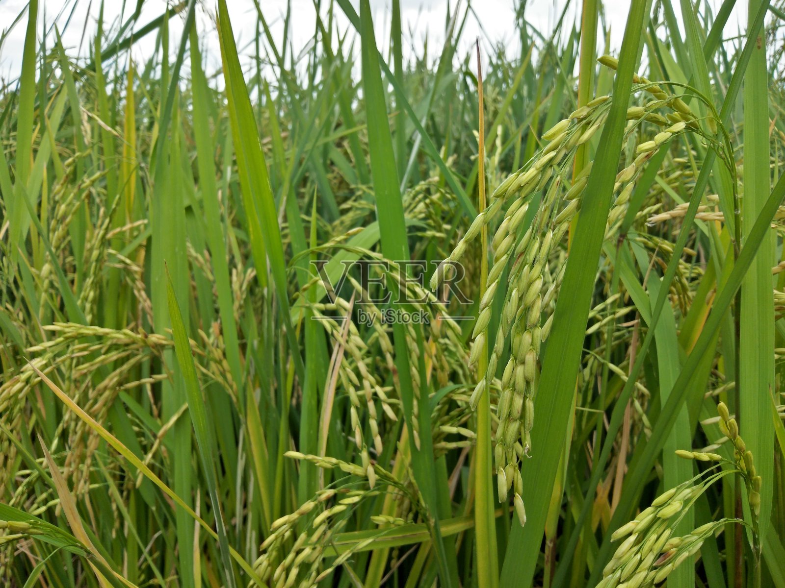 关闭稻田，农场，绿色的自然田。大米是亚洲的粮食照片摄影图片