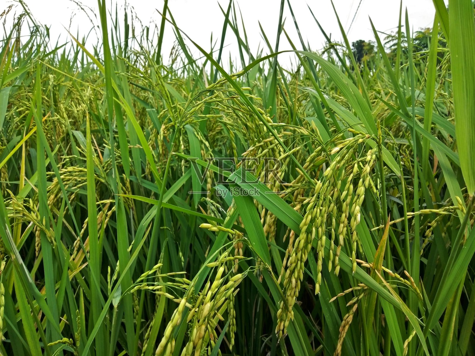 ，关闭稻田农场绿色自然田。大米是亚洲的粮食照片摄影图片