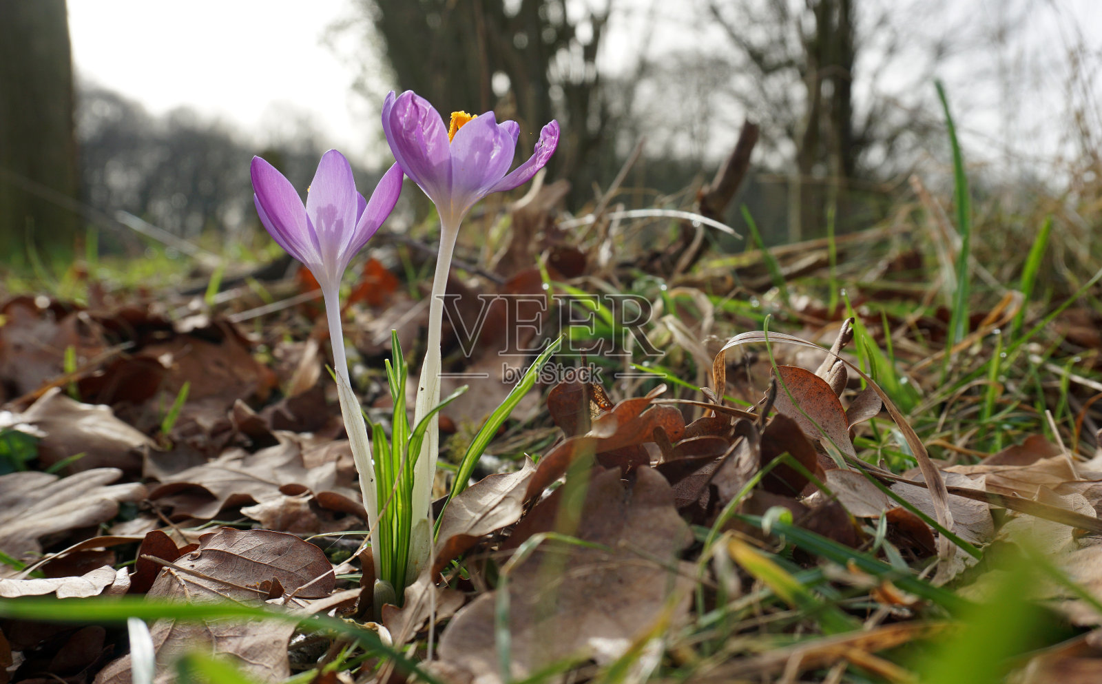 这些丁香番红花向着太阳伸出头来照片摄影图片