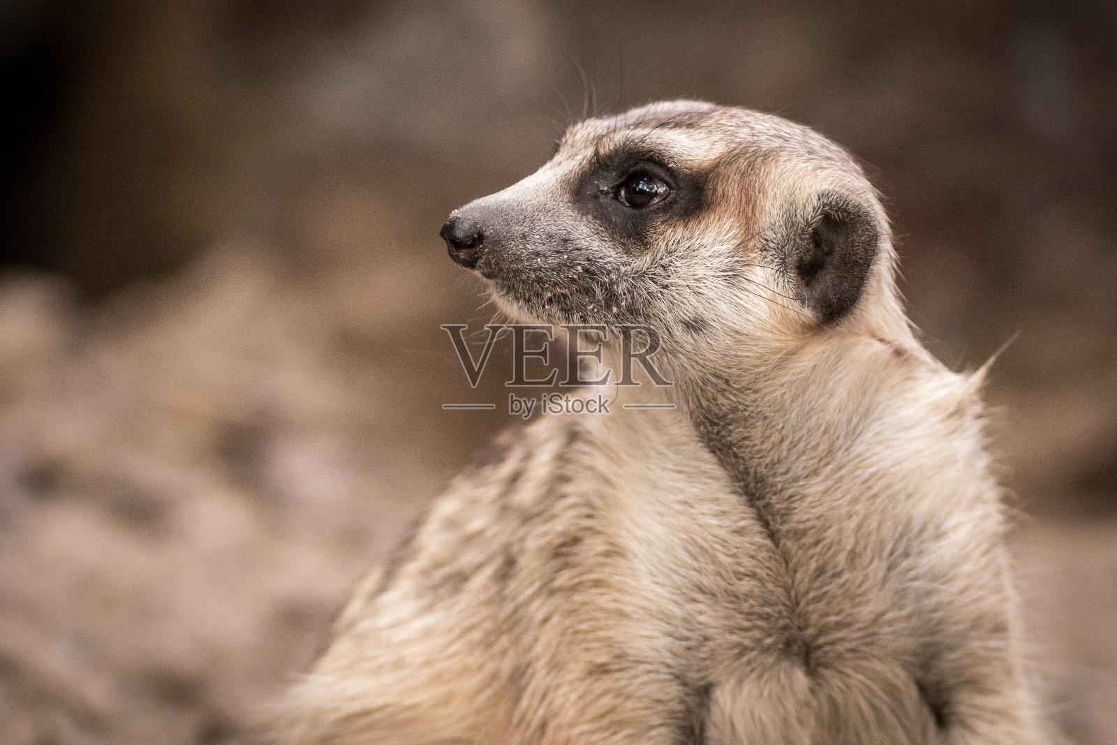 的猫鼬照片摄影图片