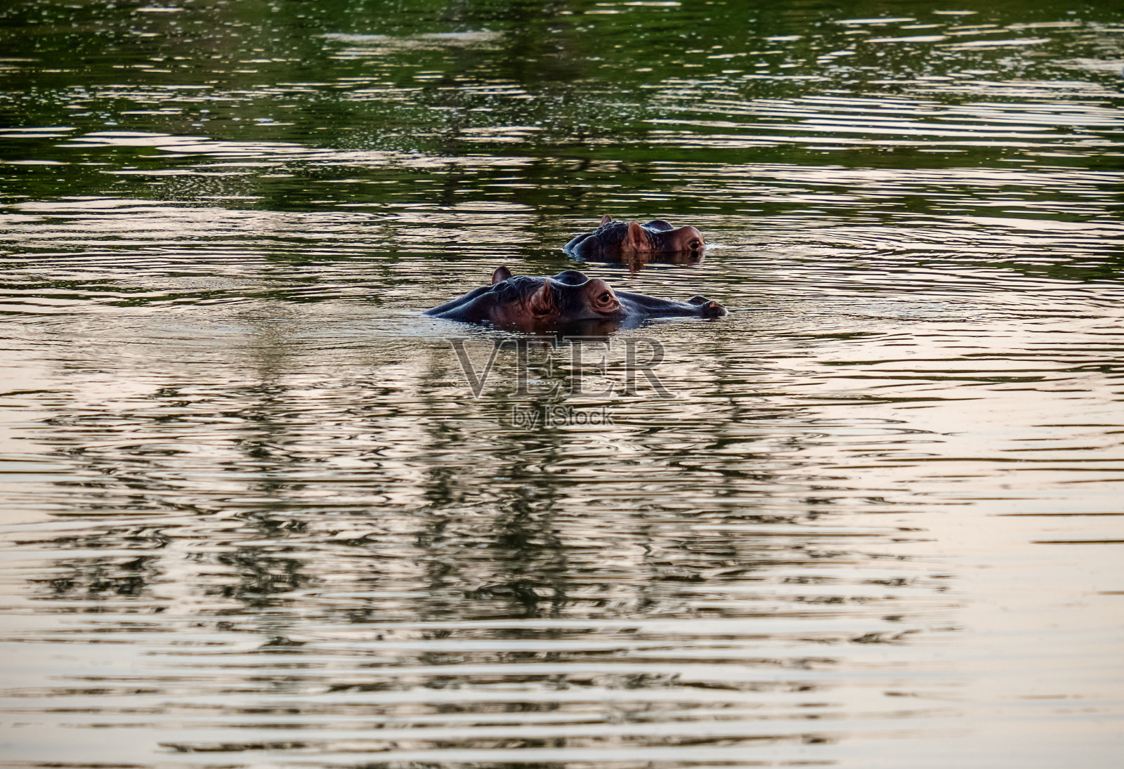 河马照片摄影图片