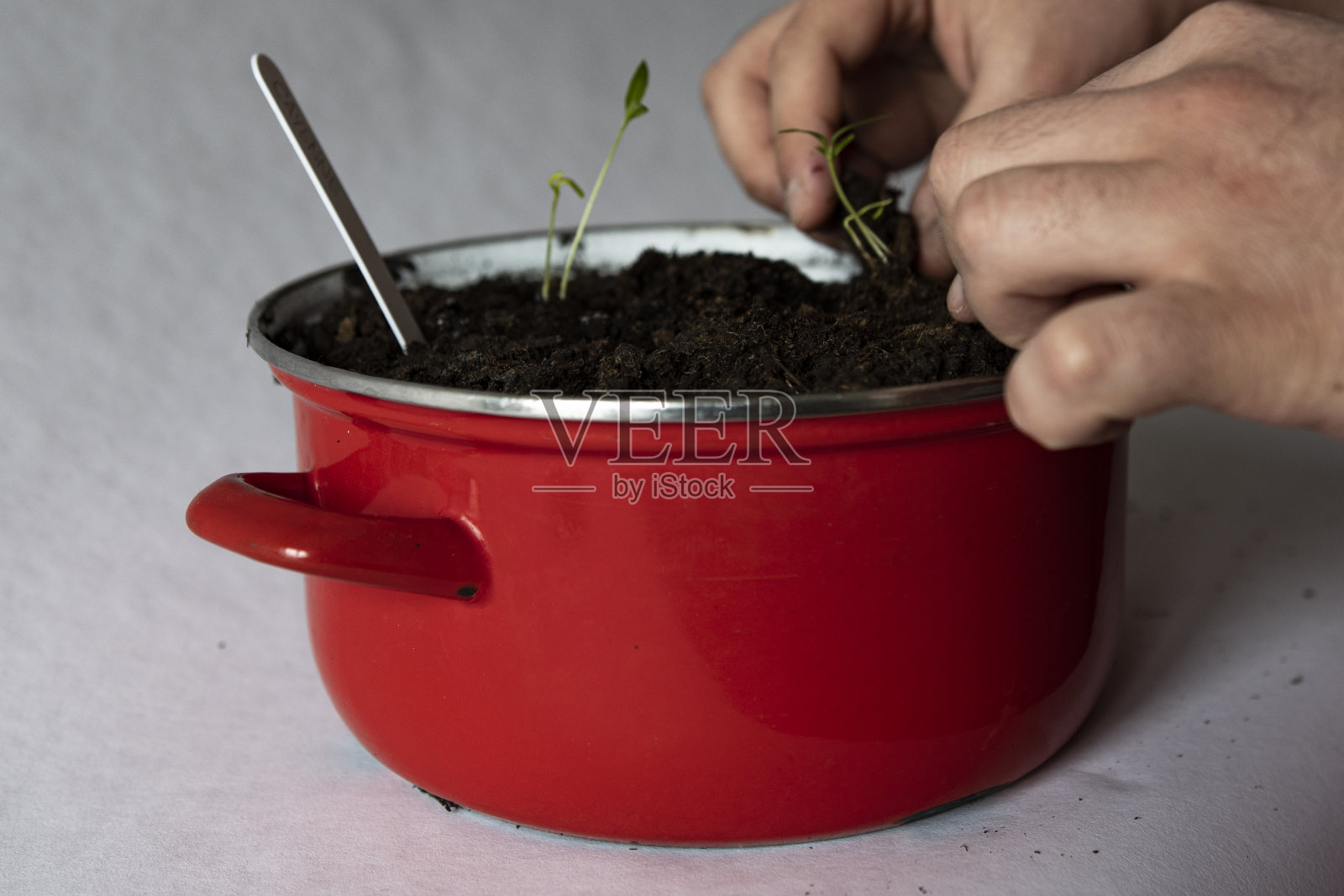 辣椒苗种在土壤中照片摄影图片
