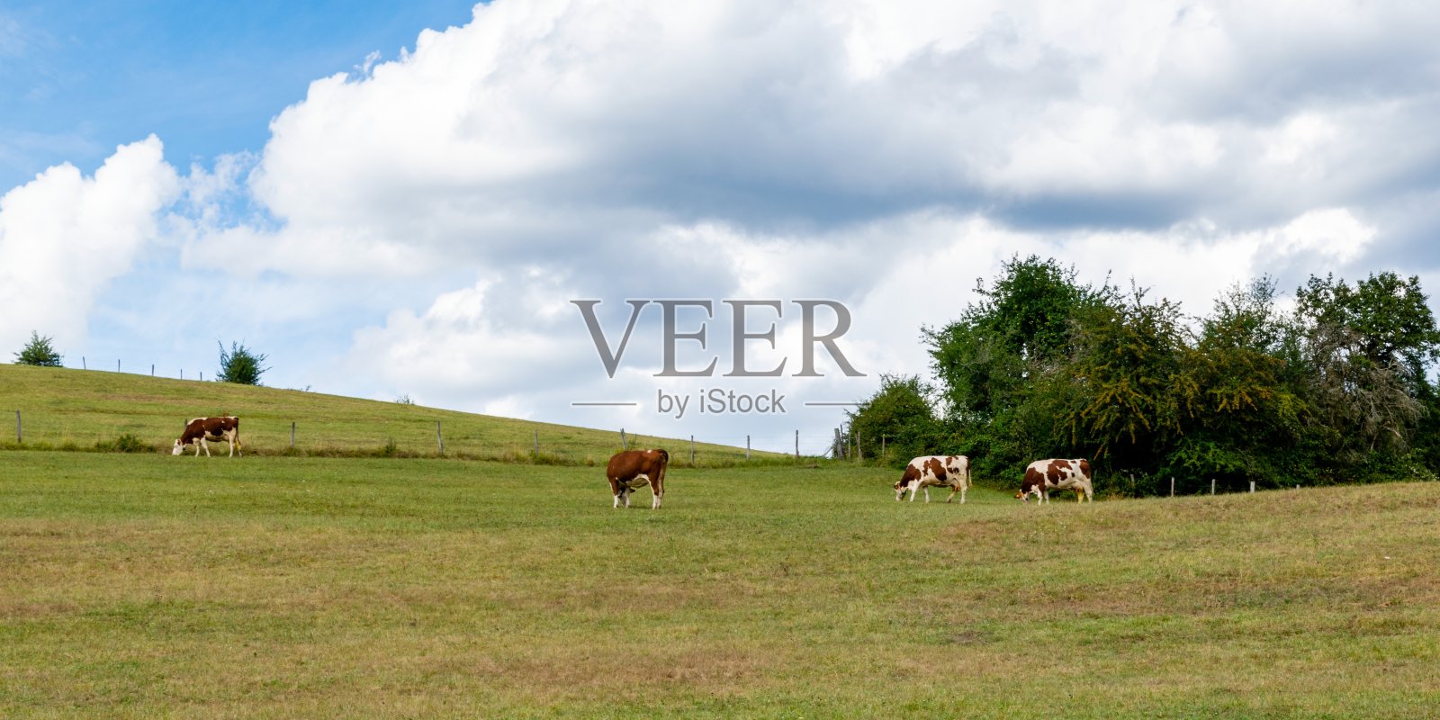 蒙贝利亚牛的景观照片摄影图片
