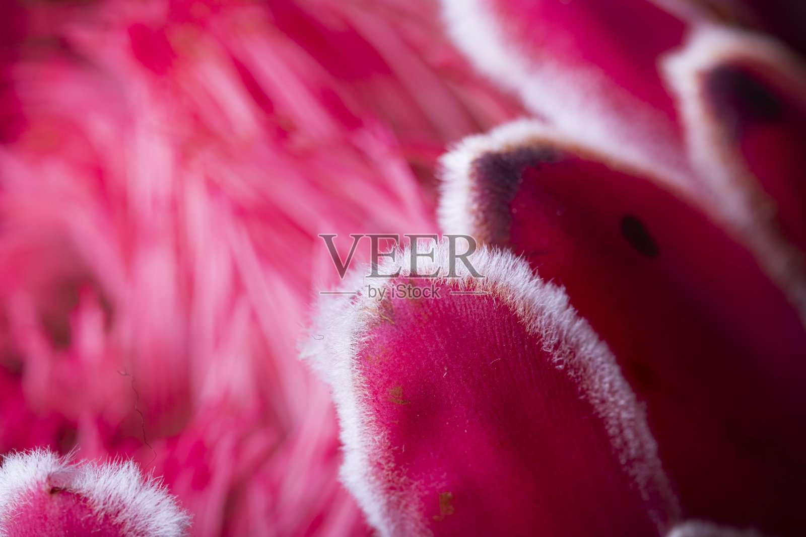 毛茸茸的粉色花瓣细节上的粉色国王Protea南非花在开放近距离仍然照片摄影图片