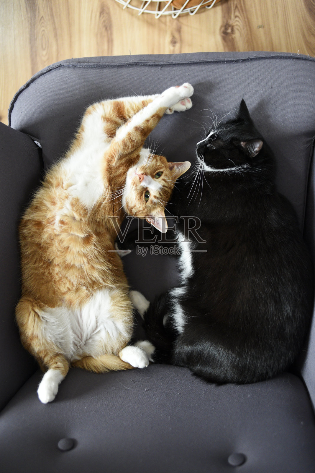 两只猫依偎在家里的椅子上。照片摄影图片