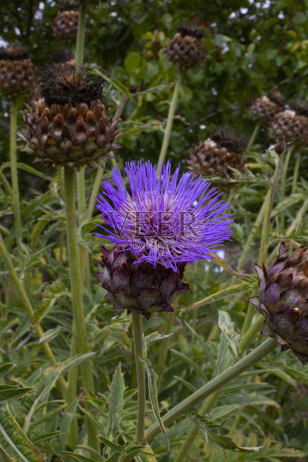 野花照片摄影图片