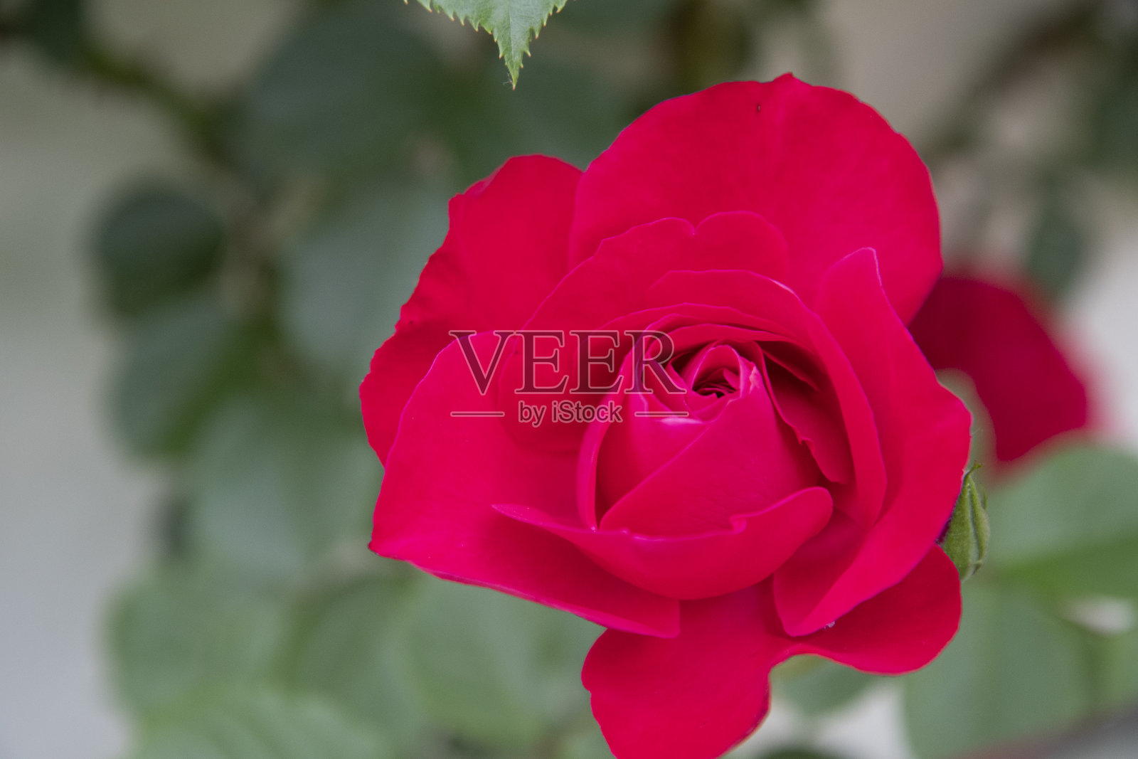 花园里的红玫瑰照片摄影图片