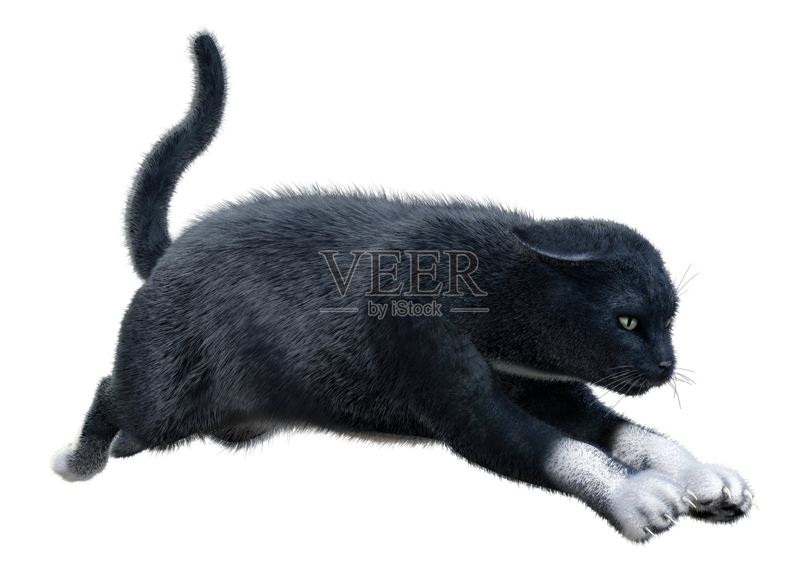 3D插图黑色家猫在白色照片摄影图片