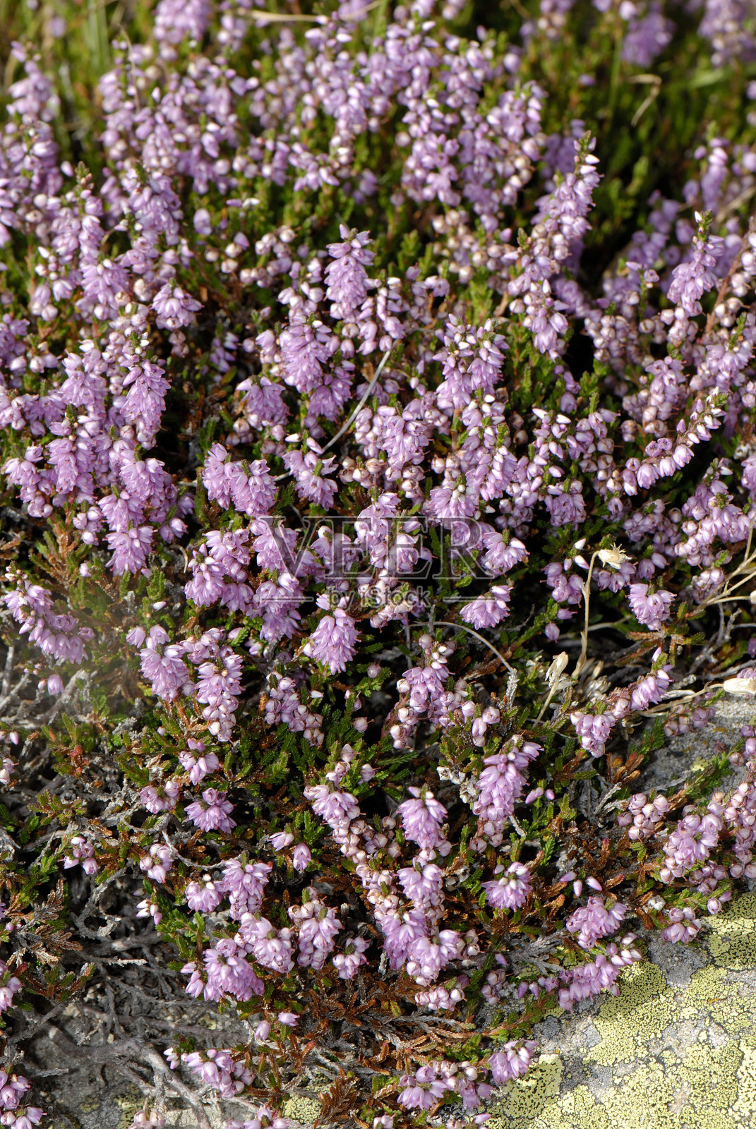 Amilto希瑟照片摄影图片