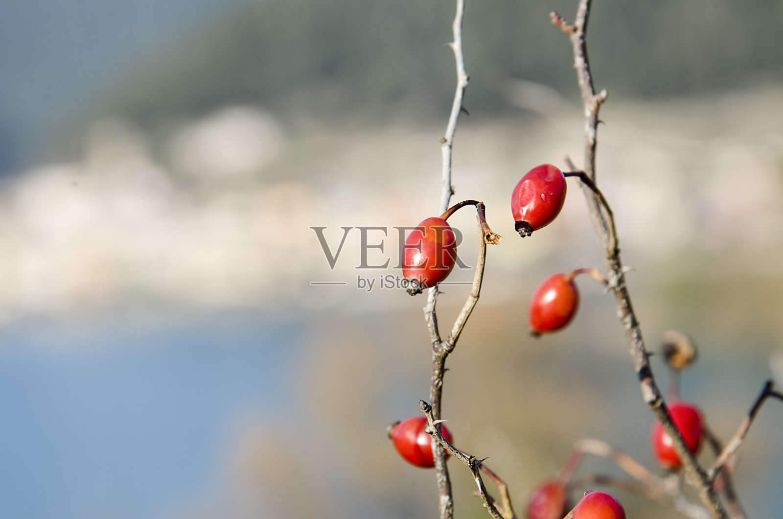 Cinorrodo，狗站了起来照片摄影图片