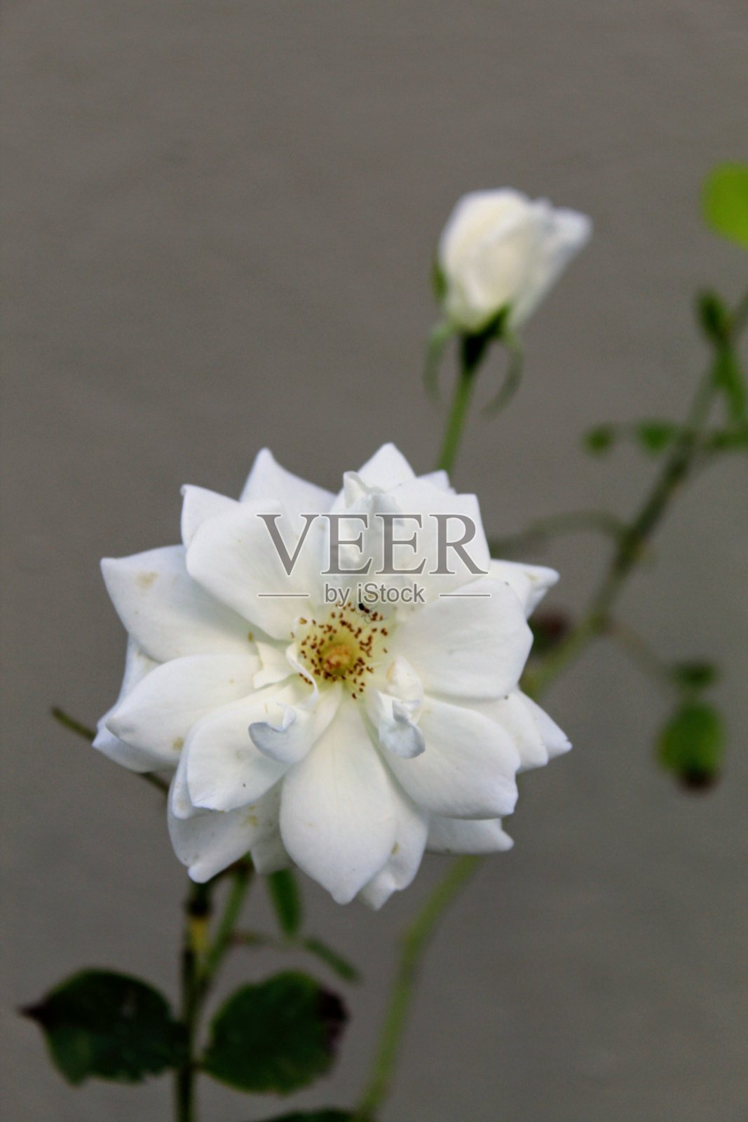 玫瑰照片摄影图片