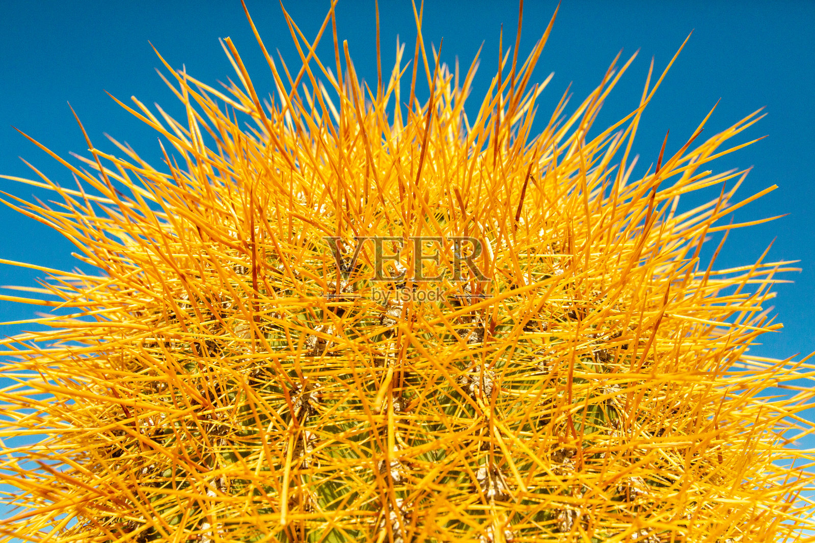 长黄色仙人掌(Echinopsis atacamensis)刺近距离在蓝天背景照片摄影图片