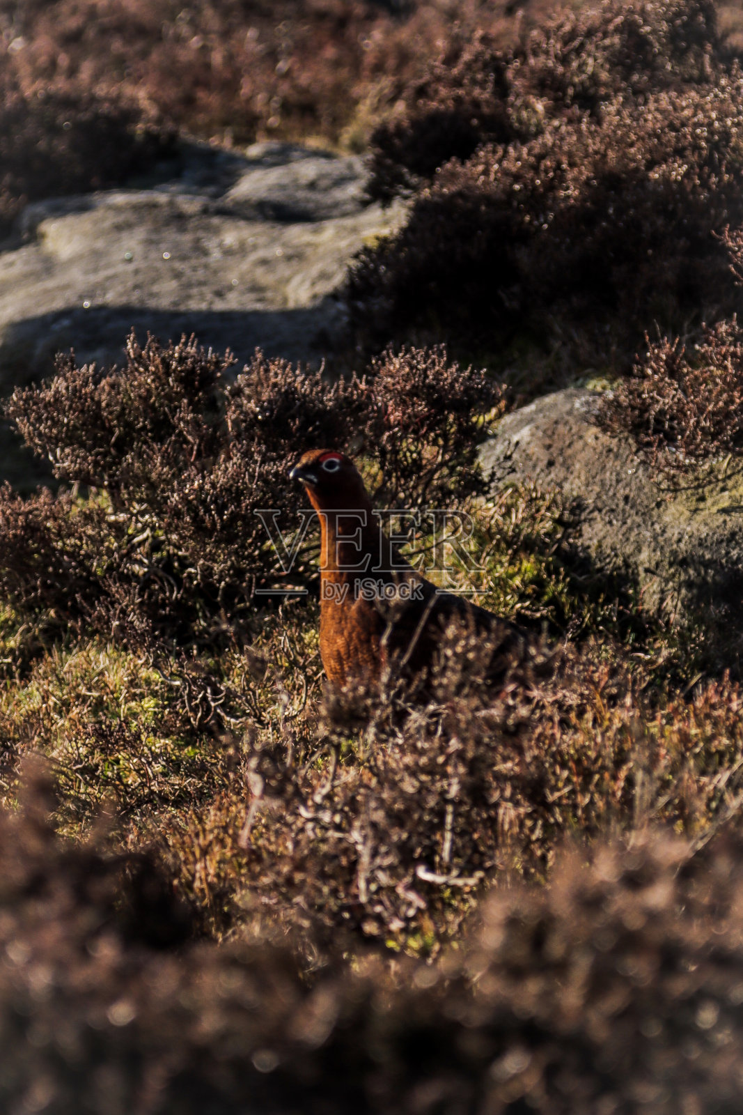 格劳斯照片摄影图片