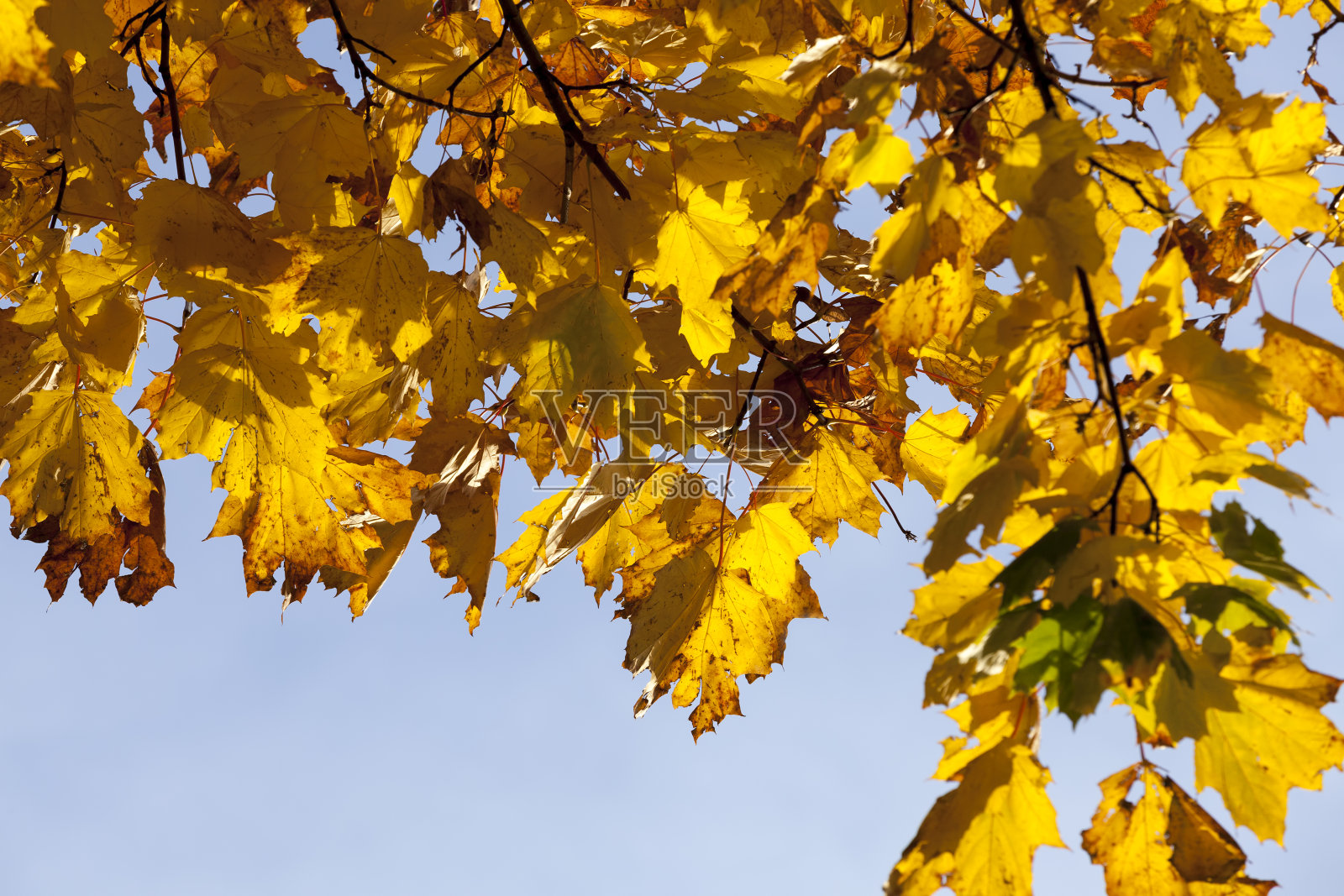 枫叶在秋天长叶子照片摄影图片