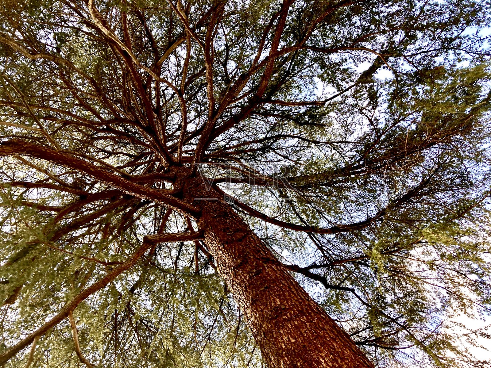 透过一棵树，仰望天空，看到未来照片摄影图片