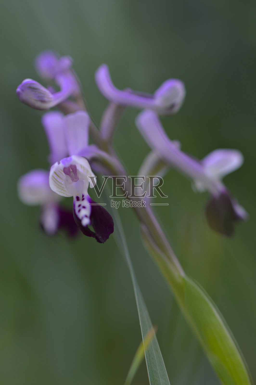 微距摄影的一朵小花。长角Anacamptis longicornu选择性聚焦照片摄影图片