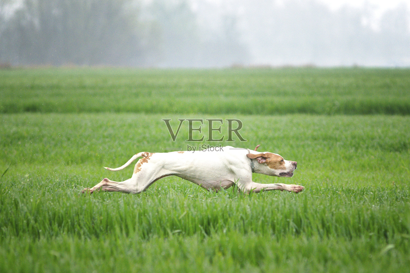 英国猎狗在高高的草地上奔跑和飞翔照片摄影图片