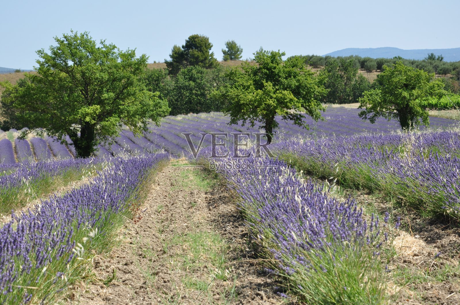 薰衣草田照片摄影图片