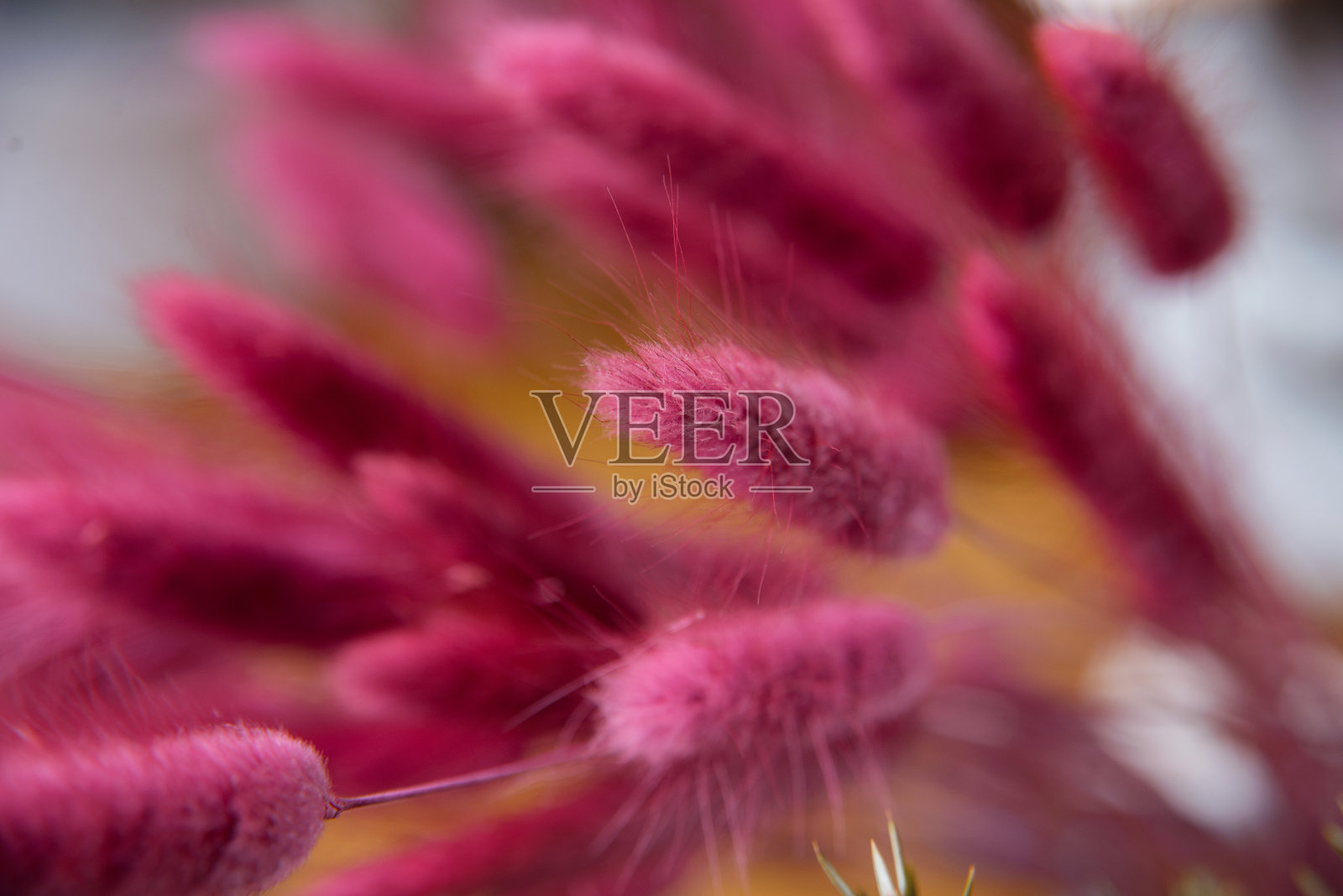 超级近距离照片粉红狐尾组成照片摄影图片