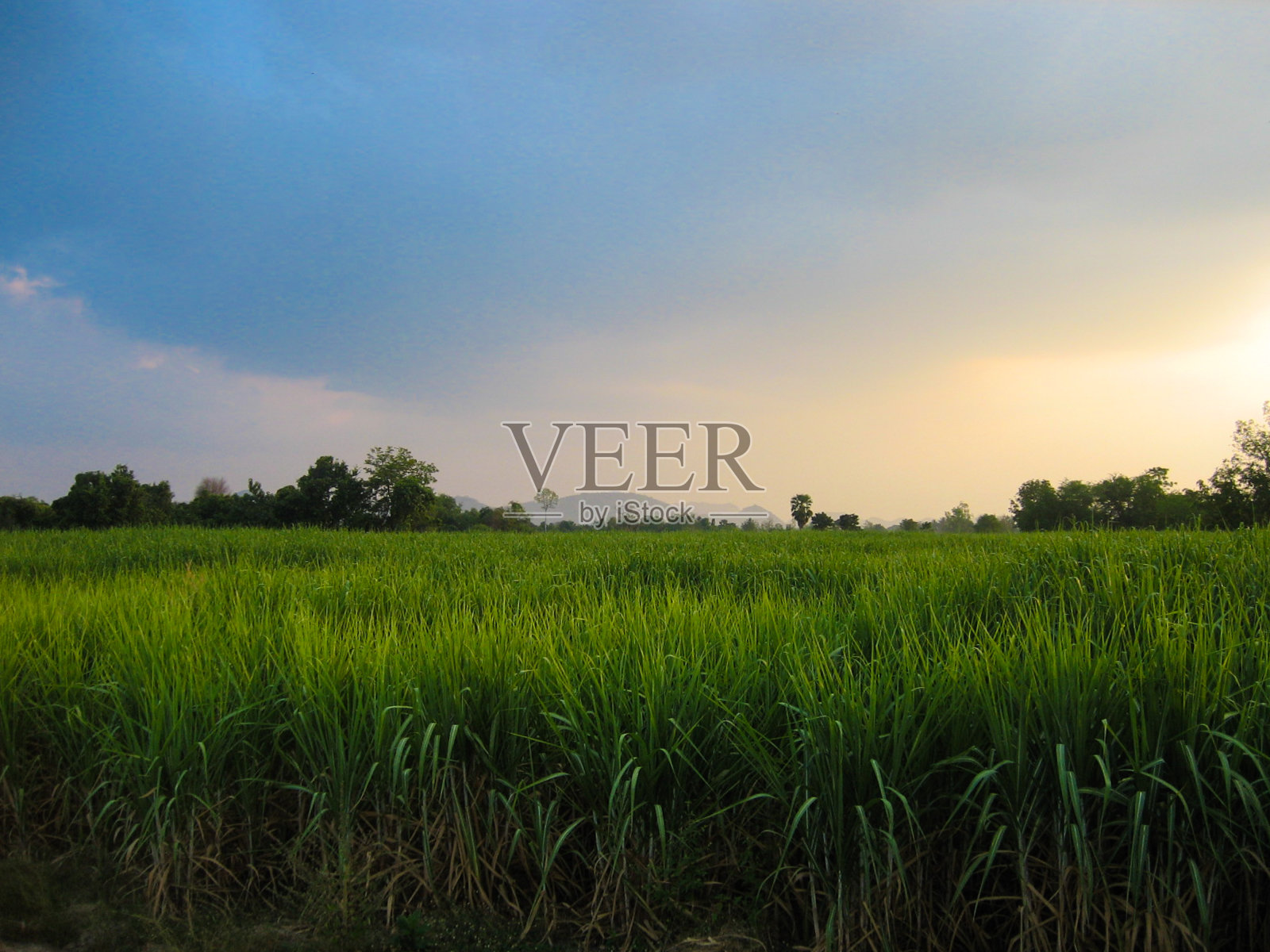 甘蔗种植园的景观照片摄影图片