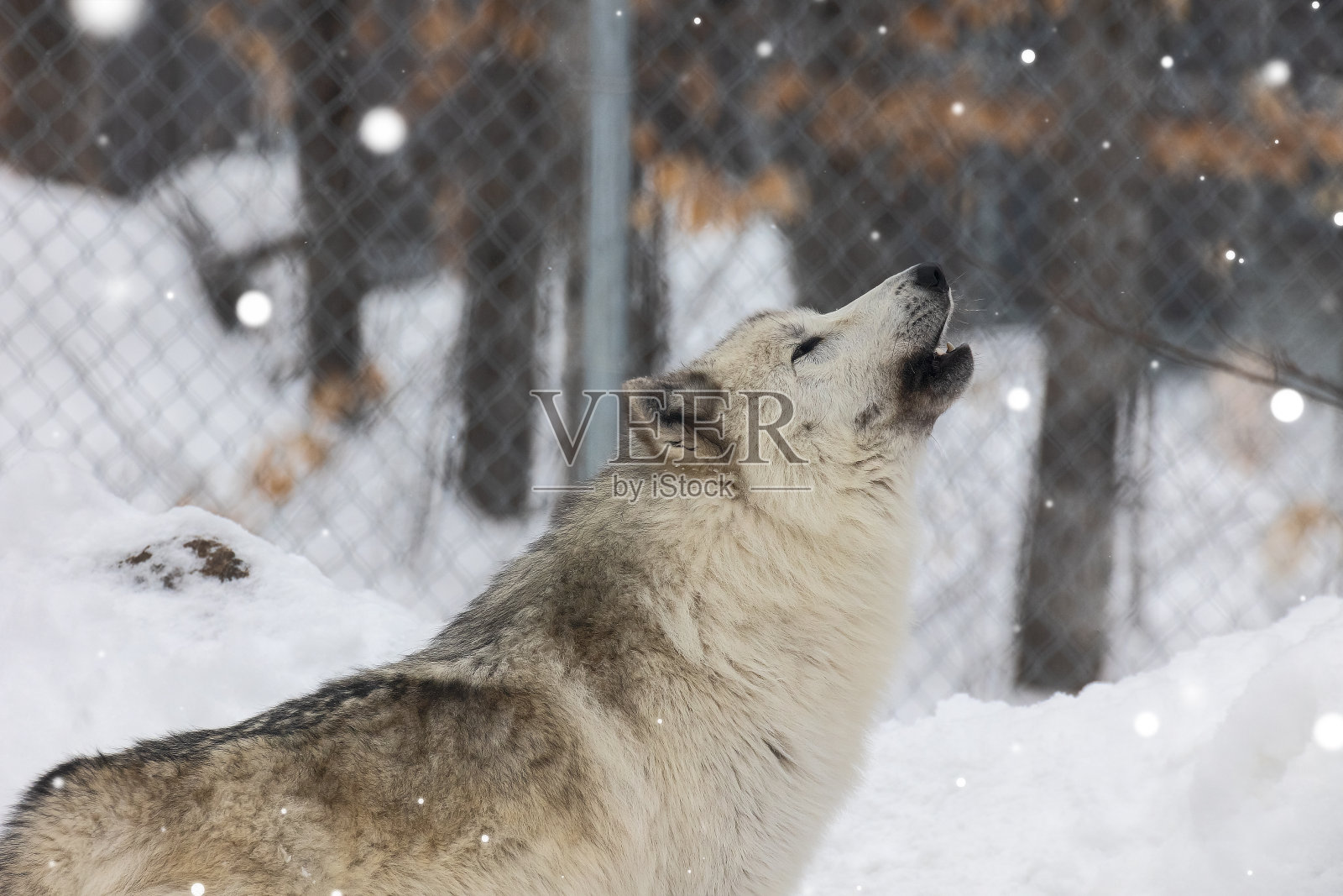 狼是谁bee-watching照片摄影图片