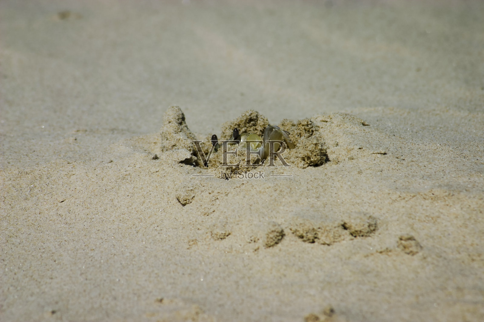 看蟹照片摄影图片