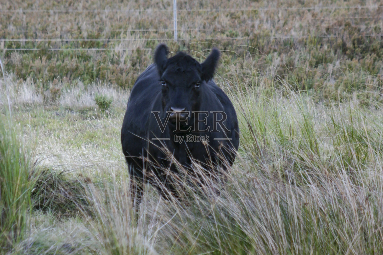草地上的牛肖像照片摄影图片